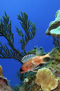 LongspineSquirrelfishHolocentrusrufus珊瑚礁加勒比海PlayaGiron古巴美国鳍生态物多样图片