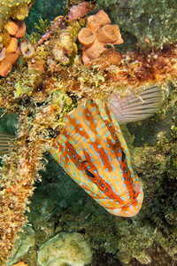 珊瑚群岩石鳕Cephalopholisminiata珊瑚礁南阿里环马尔代夫印度洋亚洲生态旅游系统保护图片