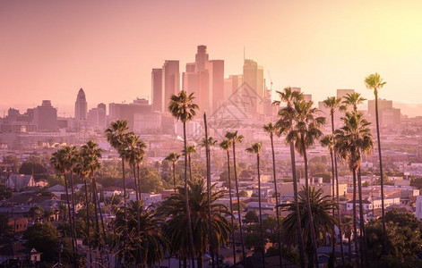 洛杉矶美丽的日落市中心天际和棕榈树在地上蓝色的洛斯现代图片