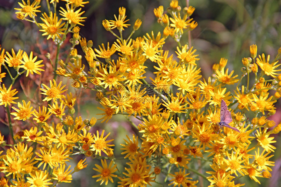 蒺藜生长Jacobaeavulgaris的花朵园里盛开的Jacobaea黄色花狼科图片