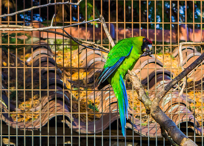 有色来自新喀里多尼亚的鹦鹉坐在养殖处树枝上受到威胁的鸟种处于弱势地位5月18日热带保护图片