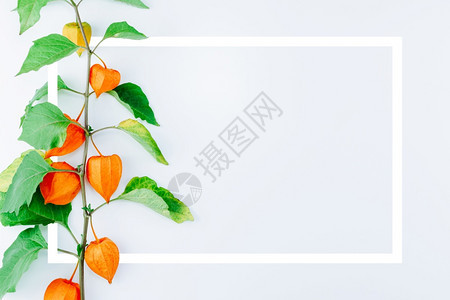 有创造力的由白背景植物树叶花日本灯笼膀胱樱桃冬季等灯塔小樱桃冬花组成的架子冬天橙图片
