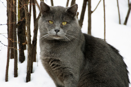 混血儿一种冬天只坐着雪猫的肥大灰国内的图片