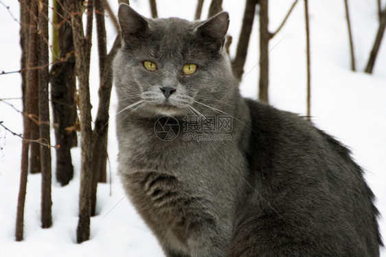 混血儿一种冬天只坐着雪猫的肥大灰国内的图片