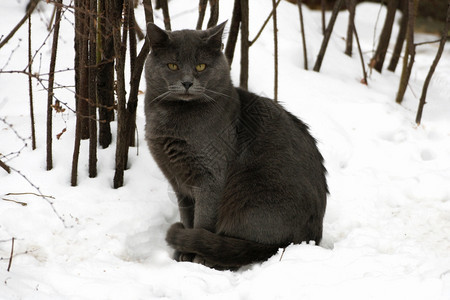 皱起的冬天一只大灰猫在雪中坐着驯服有条纹的图片