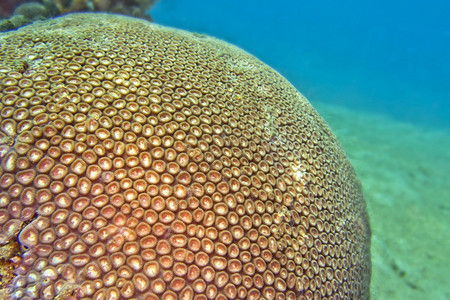 相机Boulder珊瑚礁建筑Stony珊瑚分支Lembeh北苏拉威西印度尼亚洲珊瑚虫美丽图片