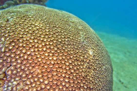 相机Boulder珊瑚礁建筑Stony珊瑚分支Lembeh北苏拉威西印度尼亚洲珊瑚虫美丽图片