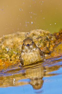 生物学PieedFlycatcherFicedula下流液森林池塘地中海森林卡斯蒂利亚和里昂西班牙欧洲鸟类学自然图片