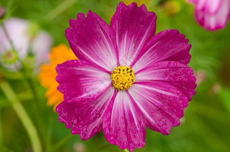 静物茎装饰风格紧贴着粉红色的宇宙花朵两边的紫色花朵图片