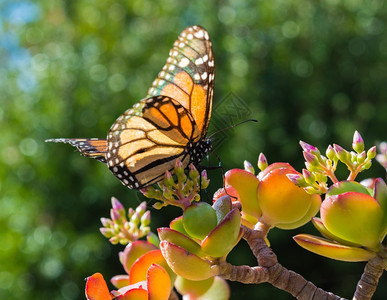 节肢动物门闪亮的Monarch蝴蝶在马德拉一个旅馆花园的玉树上移民图片
