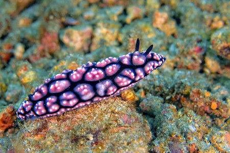 生态旅游海蛞蝓粉刺PhyllidiellaPhyllidiellapustulosaLembeh北苏拉威西岛印度尼亚洲自然深的图片