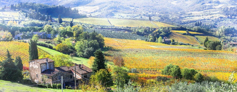 全景路颜色美丽的托斯卡纳乡村秋天风景意大利金色植物园图片