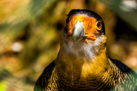 南海豹的面容美丽近身肖像来自美国的热带鸟斑目从美国登上鹘掠食者棕色的图片