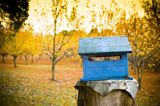 邮递员等待一个生锈的蓝信箱后面有个明亮的橙色果园信息图片