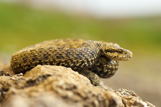 草甸毒蛇在原地晒太阳特兰西瓦尼亚的自然栖息地Viperaursiniirakosiensis稀有的动物群蝮蛇科图片
