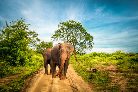 大亚洲象站在斯里兰卡乌达瓦拉威公园热带草原惊人景观的野生动物厚地上异国情调巨大的成人图片