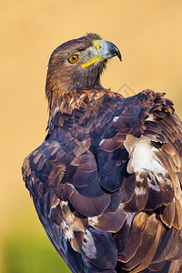 避难所观鸟者美丽的金鹰AquilaChrysaetos地中海森林卡斯蒂利亚和里昂西班牙欧洲图片