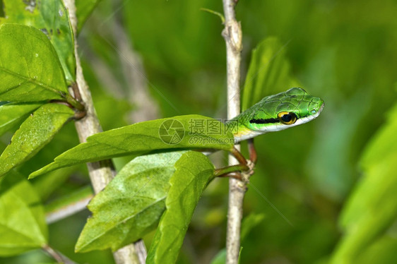 绿鹦鹉蛇图片