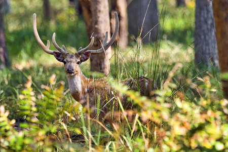 斑点鹿CheetalAxisAxisAxisDeerRoyalBardiaNationalParkBardiyaPark尼泊尔亚图片