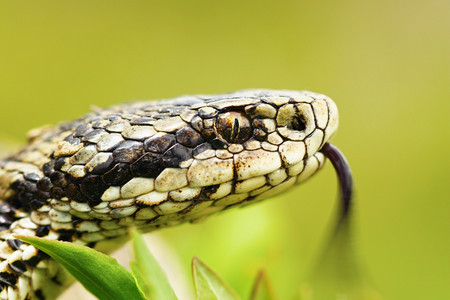 拉科西斯被自然保护联盟列为濒临灭绝的欧洲最稀有蛇之一饥饿的草地添加剂是欧洲最稀有的蛇之一肖像匈牙利图片