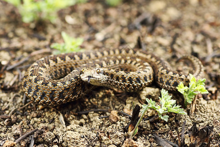 致命秤蝮蛇科最稀有的欧洲蛇草地毒Viperaursiniiirksinosiensis整个长的爬行动物在自然栖息地图片