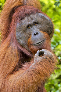环境猿猩PongopygmaeusTanjungPuting公园婆罗洲印度尼西亚庞戈图片
