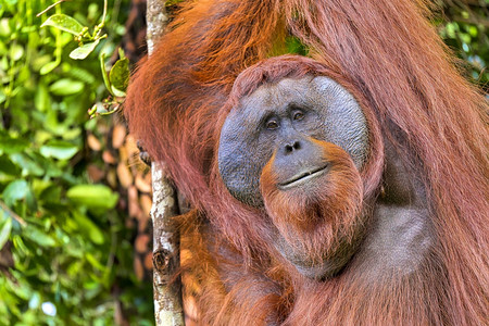 荒野猩PongopygmaeusTanjungPuting公园婆罗洲印度尼西亚加尔迪卡斯橙子图片