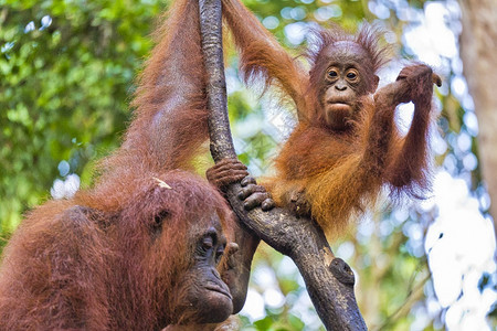 动物放猩PongopygmaeusTanjungPuting公园婆罗洲印度尼西亚利基图片