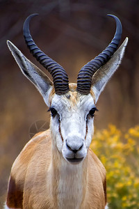 森林观察旅游跳羚AntidorcasmarsupialisKhamaRhinoSanctuarySerowe博茨瓦纳非洲图片