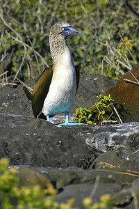 保护蓝脚波比苏拉内布伊加帕戈斯公园加拉帕戈斯群岛教科文组织世界遗产地厄瓜多尔美国观鸟旅游图片