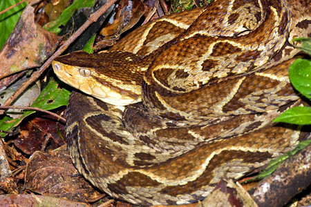 生物多样眼睛Ferdelance毒蛇Terciopelo毒蛇Bothropsasper热带雨林哥斯达黎加中美洲国观察图片