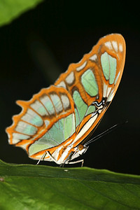 保护荒芜之地生态系统热带蝴蝶雨林纳波河流域亚马逊厄瓜多尔美洲图片