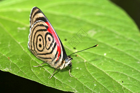 昆虫学亚马逊流域环境热带蝴蝶雨林纳波河流域亚马逊厄瓜多尔美洲图片