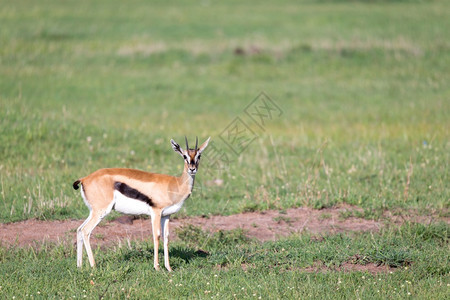 肯尼亚大草原地中的羚羊图片