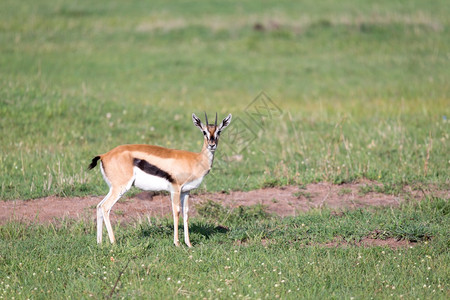 非洲绿色自然肯尼亚大草原地中的汤姆森瞪羚肯尼亚大草原地中的汤姆森瞪羚图片