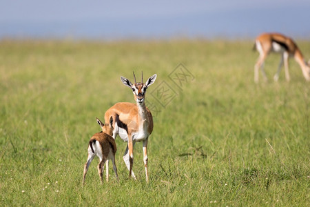 旅游肯尼亚大草原地中的汤姆森瞪羚肯尼亚大草原地中的汤姆森瞪羚非洲人野生动物图片