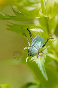 HopliaParvula一种圣甲虫在犀牛花上温暖的夏日阳光下黄色的昆虫瓜拉纳皮图片