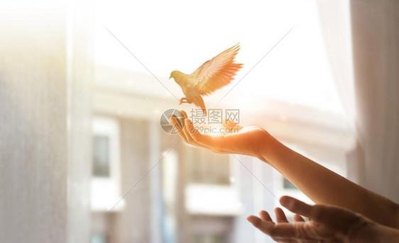 信仰妇女祈祷和自由的鸟儿享受大自然从家门窗边的天候上日落背景希望概念吸引人天空图片
