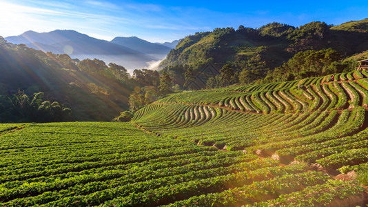 草莓花园农田的景观图在泰国DoiangkhangChangMai日出Misty和山地晨日背景旅行生长场图片