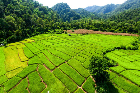 传统的旅游村庄在旱季热带森林环绕着的稻田地对绿树苗进行空中观察泰国北部农业的村景点种植概念和耕作图片