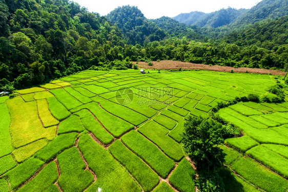 传统的旅游村庄在旱季热带森林环绕着的稻田地对绿树苗进行空中观察泰国北部农业的村景点种植概念和耕作图片