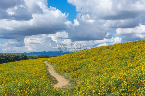 太阳TungBuaTongMexican向日葵田的自然景象泰国兰芒省MaeMohCoal矿山风景自然观花朵TungTong视图点图片