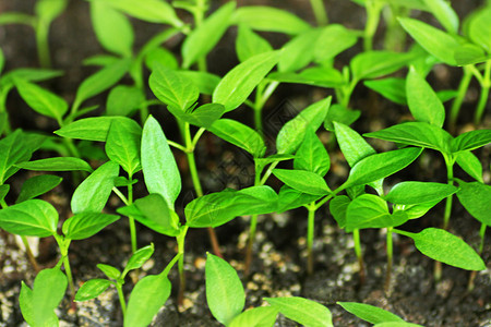 培植蔬菜图片