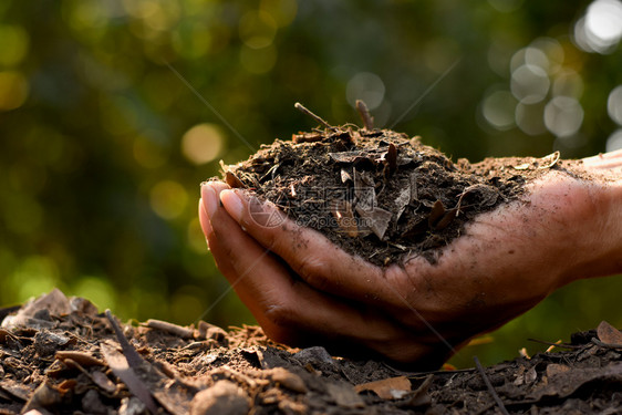 自然男人手中的拉绳用于种植土壤质地背景污垢花园图片