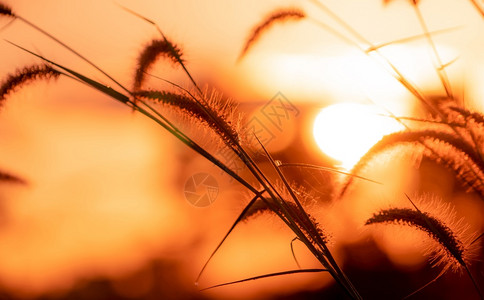 夕阳下的狗尾草背景图片