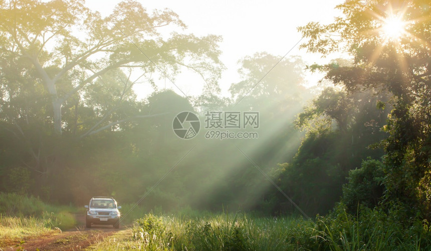 早晨山银色SUV车在日出时森林公路上行驶大布丁树和背景的野软关注SUV车边界图片