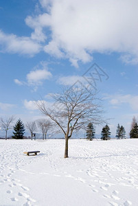 小路雪地秃头树和空椅子上的脚印北海道日本Honshu以北日本东亚步独自的图片