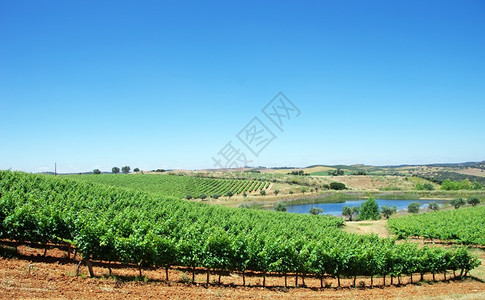树叶场地蓝色的Aleentejo葡萄园景观图片