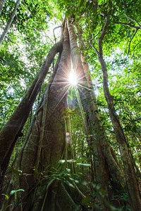 角度日出时一棵大布丁树的底部景色太阳闪耀在大根和绿热带森林地面环境气候变化概念的树干上以为重点荒野地球图片