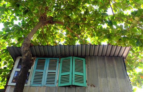 贡西在下面越南胡志明市HoChiminingCityiaCatappa大树盖着木窗的家绿叶造阴和新鲜空气图片
